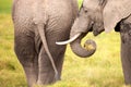 African elephants in Amboseli National Park. Kenya, Africa Royalty Free Stock Photo