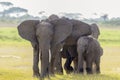 African Elephants, Amboseli National Park, Kenya Royalty Free Stock Photo