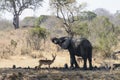 An African elephants and antelopes Royalty Free Stock Photo