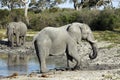 African elephants - Botswana Royalty Free Stock Photo