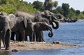 African Elephants - Botswana Royalty Free Stock Photo