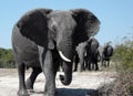 African Elephants - Botswana Royalty Free Stock Photo