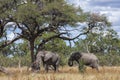African Elephants - Botswana - Africa Royalty Free Stock Photo