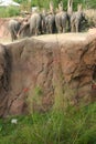 African elephants at Busch Gardens, Tampa FL Royalty Free Stock Photo