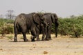 African Elephants Royalty Free Stock Photo