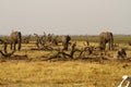 African Elephants Royalty Free Stock Photo