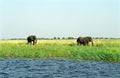 African elephants, Chobe National Park, Botswana Royalty Free Stock Photo