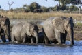 African Elephants - Chobe National Park - Botswana Royalty Free Stock Photo