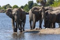 African Elephants - Chobe National Park - Botswana Royalty Free Stock Photo