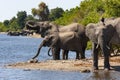 African Elephants - Chobe National Park - Botswana Royalty Free Stock Photo