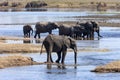 African Elephants - Chobe National Park - Botswana Royalty Free Stock Photo