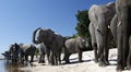 African Elephants - Chobe River - Botswana Royalty Free Stock Photo