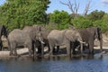 African Elephants - Chobe River - Botswana Royalty Free Stock Photo