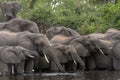 African Elephants - Chobe River - Botswana Royalty Free Stock Photo