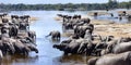 African Elephants - Chobe River - Botswana Royalty Free Stock Photo