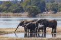 African Elephants - Chobe River - Botswana Royalty Free Stock Photo