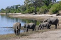 African Elephants - Chobe River in Chobe National Park - Botswana Royalty Free Stock Photo