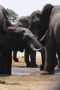 African Elephants Close up Drinking Royalty Free Stock Photo