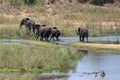 African Elephants crossing the Sabi River in Kruger National Park in South Africa RSA Royalty Free Stock Photo