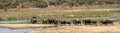 African Elephants crossing single file the Sabi River in Kruger National Park in South Africa RSA Royalty Free Stock Photo