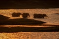 African elephants drink in river at sunset