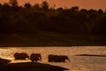 African elephants drink at sunset in river