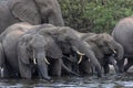 African Elephants drinking - Chobe River - Botswana Royalty Free Stock Photo