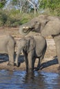 African Elephants drinking at the Chobe River - Botswana Royalty Free Stock Photo