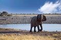 African elephants drinking in Etosha Royalty Free Stock Photo