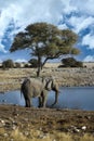 African elephants drinking in Etosha Royalty Free Stock Photo