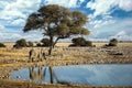 African elephants drinking in Etosha Royalty Free Stock Photo