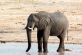 African elephants drinking at a muddy waterhole Royalty Free Stock Photo