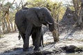 African Mum & Baby Elephants Drinking on the Plain Royalty Free Stock Photo