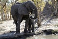 African Elephants Drinking on the Plains Royalty Free Stock Photo