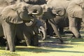 African Elephants drinking, South A