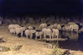 African Elephants drinking water at artificially lit waterhole a Royalty Free Stock Photo