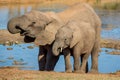 African Elephants Drinking Water