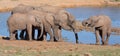 African Elephants Drinking Water