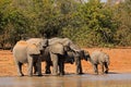 African elephants drinking water -  Kruger National park Royalty Free Stock Photo