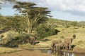 African Elephants drinking water at pond in afternoon light at Lewa Conservancy, Kenya, Africa Royalty Free Stock Photo