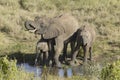 African Elephants drinking water at pond in afternoon light at Lewa Conservancy, Kenya, Africa Royalty Free Stock Photo