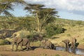 African Elephants drinking water at pond in afternoon light at Lewa Conservancy, Kenya, Africa Royalty Free Stock Photo