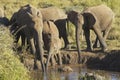 African Elephants drinking water at pond in afternoon light at Lewa Conservancy, Kenya, Africa Royalty Free Stock Photo