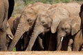 African elephants drinking water - South Africa Royalty Free Stock Photo