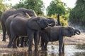 African Elephants drinking at waterhole - Chobe National Park - Botswana Royalty Free Stock Photo