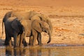 African elephants drinking at a waterhole lifting their trunks, Chobe National park, Botswana, Africa