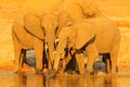 African elephants drinking at a waterhole lifting their trunks, Hwange, Zimbabwe. Wildlife scene from nature. Elephant in the wate Royalty Free Stock Photo