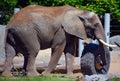 African elephants are elephants of the genus Loxodonta. Royalty Free Stock Photo