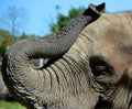 African elephants are elephants of the genus Loxodonta. Royalty Free Stock Photo