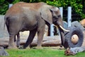 African elephants are elephants of the genus Loxodonta Royalty Free Stock Photo